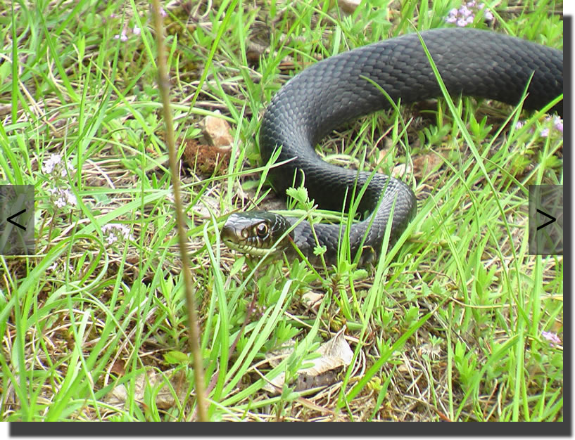 Hierophis viridiflavus